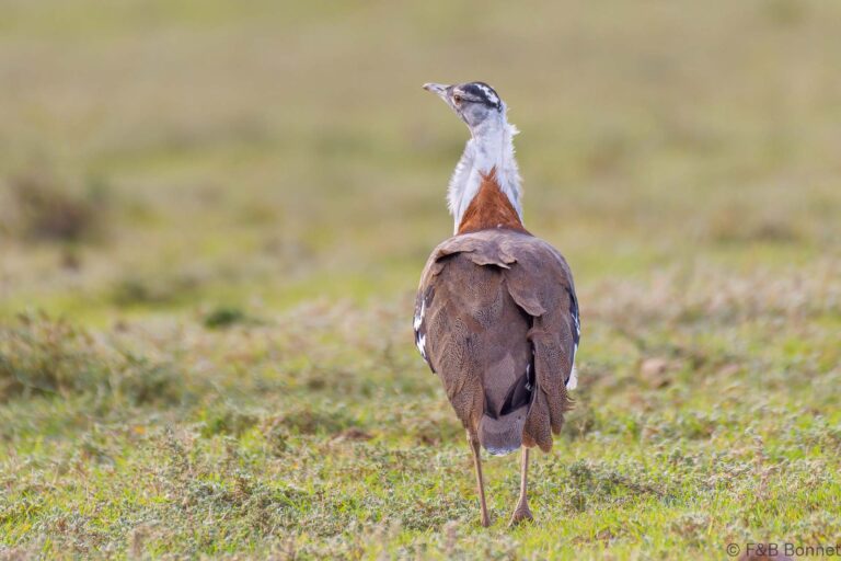 Denham's Bustard_South Africa-3