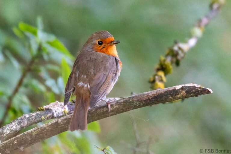 European Robin_France-1
