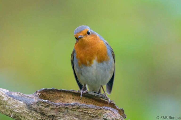 European Robin_France-3
