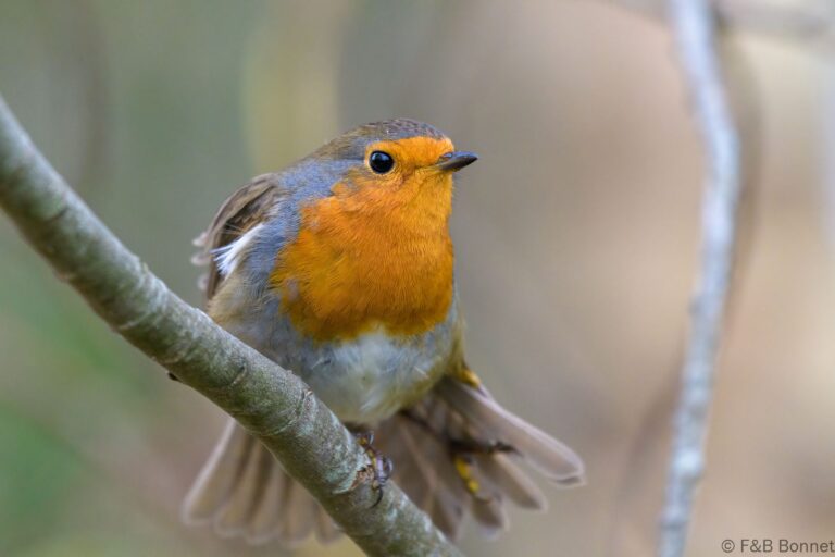 European Robin_France-4