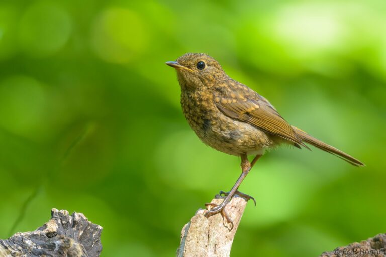 European Robin_France-5