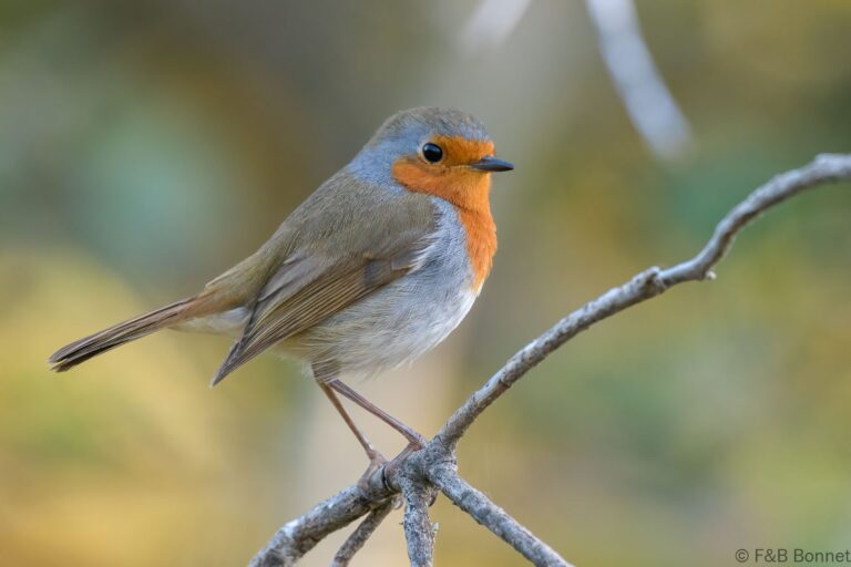 European Robin_Spain-1
