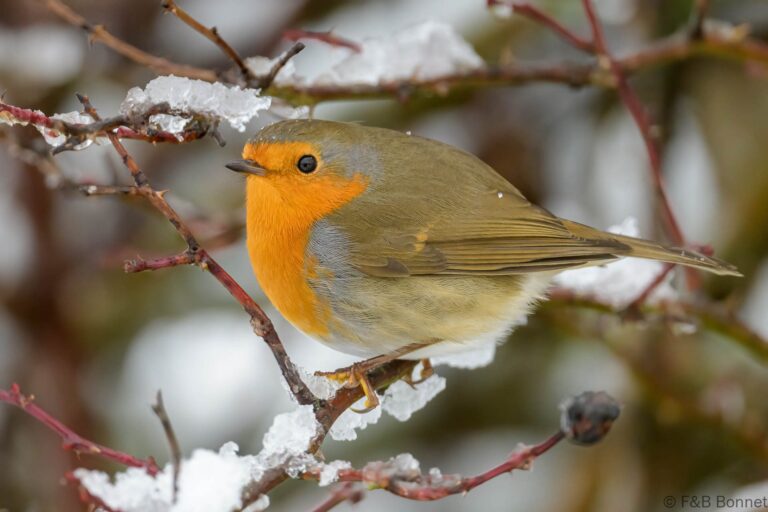 European Robin_Spain-3