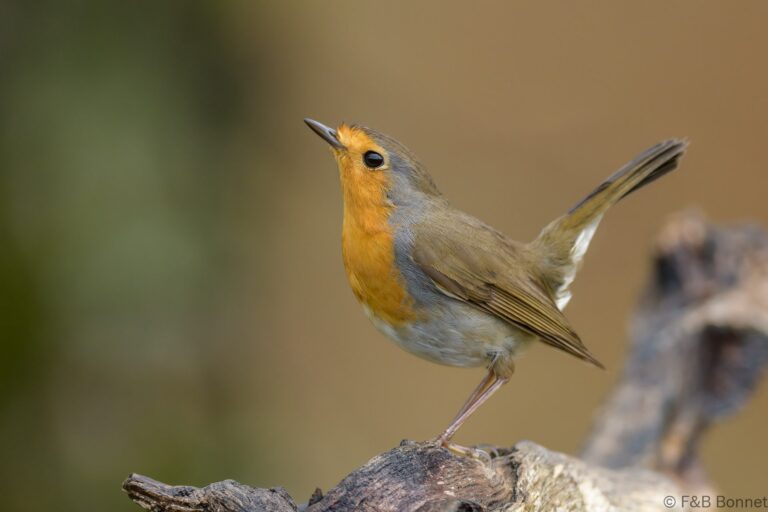 European Robin_Spain-4