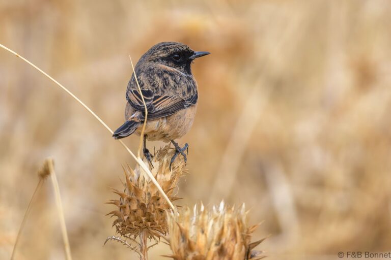 European Stonechat_Spain-1