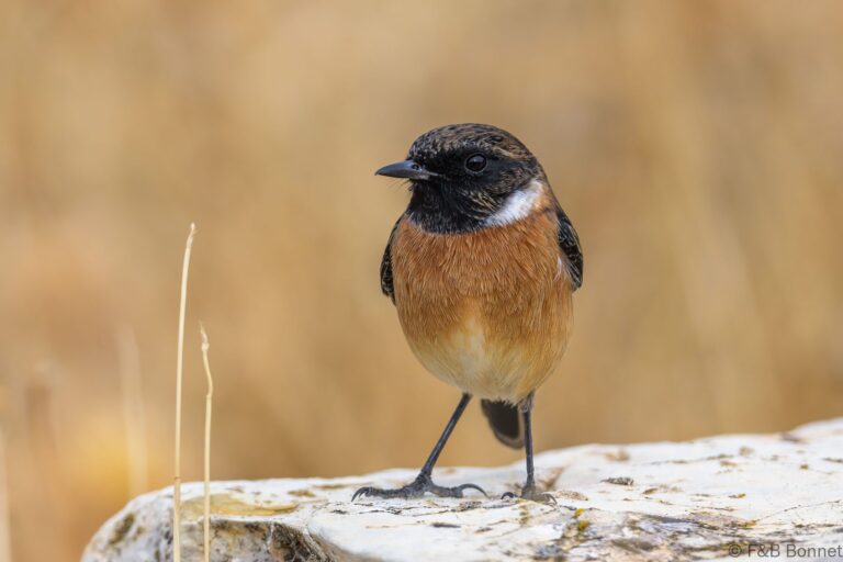 European Stonechat_Spain-2