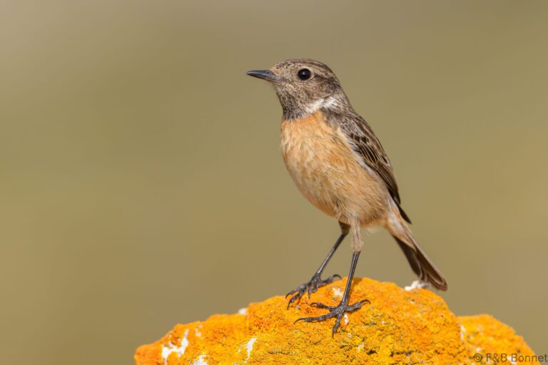 European Stonechat_Spain-3