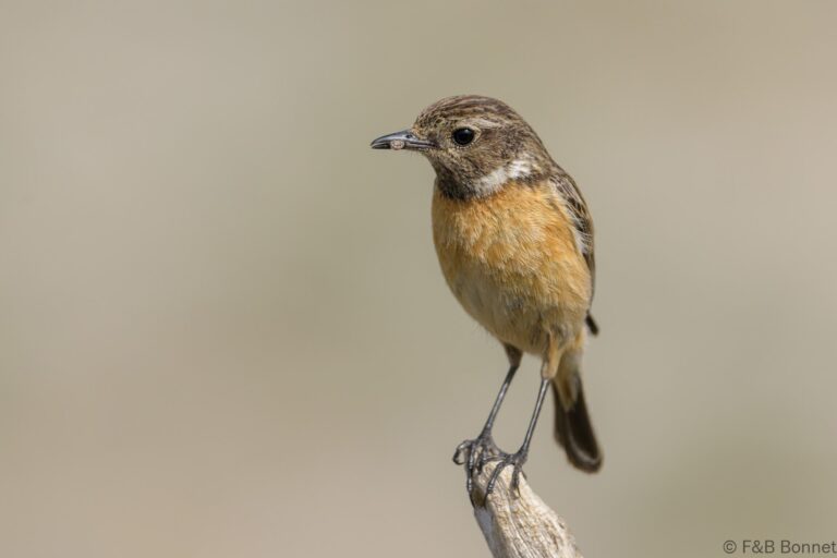 European Stonechat_Spain-4