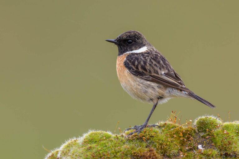European Stonechat_Spain-6