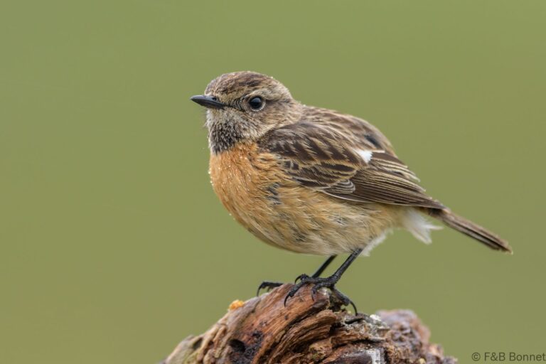 European Stonechat_Spain-7
