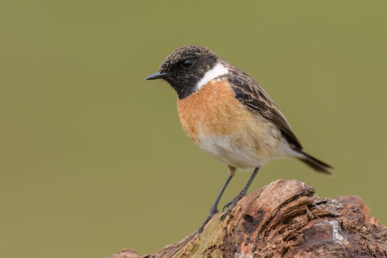European Stonechat_Spain-8