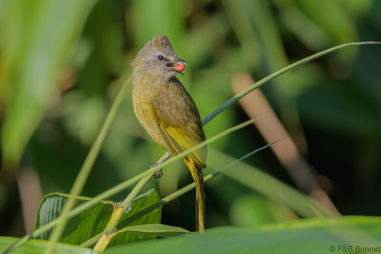Flavescent Bulbul_Thailand-3