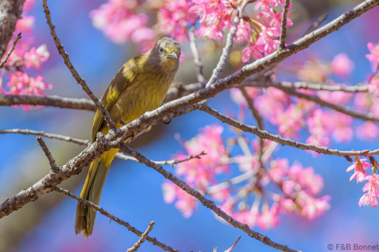 Flavescent Bulbul_Thailand-4