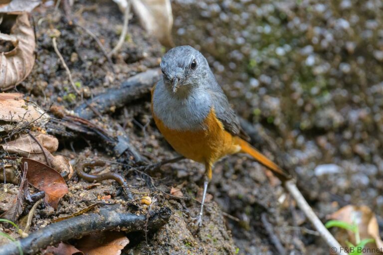 Forest Rock Thrush_Madagascar-1