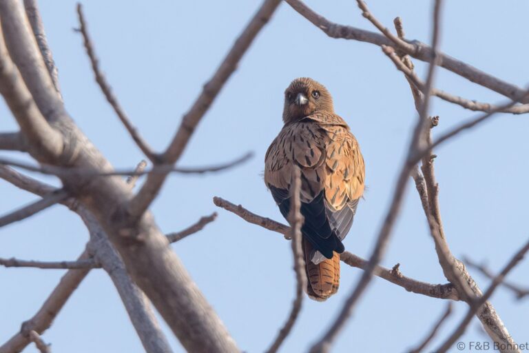 Fox Kestrel_Senegal-1