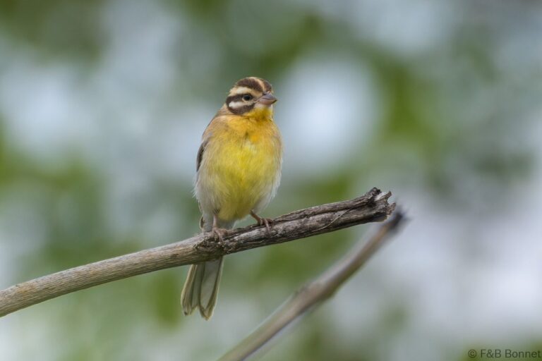 Golden-breasted Bunting_South Africa-3