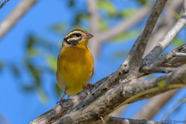 Golden-breasted Bunting_South Africa-4