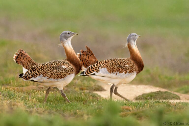 Great Bustard_Spain-2
