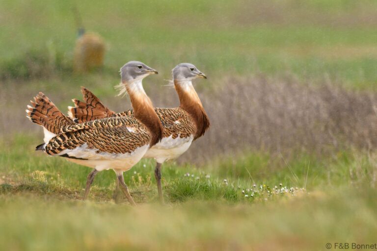Great Bustard_Spain-3