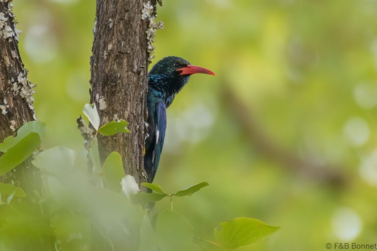 Green Wood-Hoopoe_South Africa-1