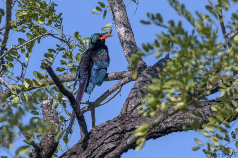 Green Wood-Hoopoe_South Africa-2