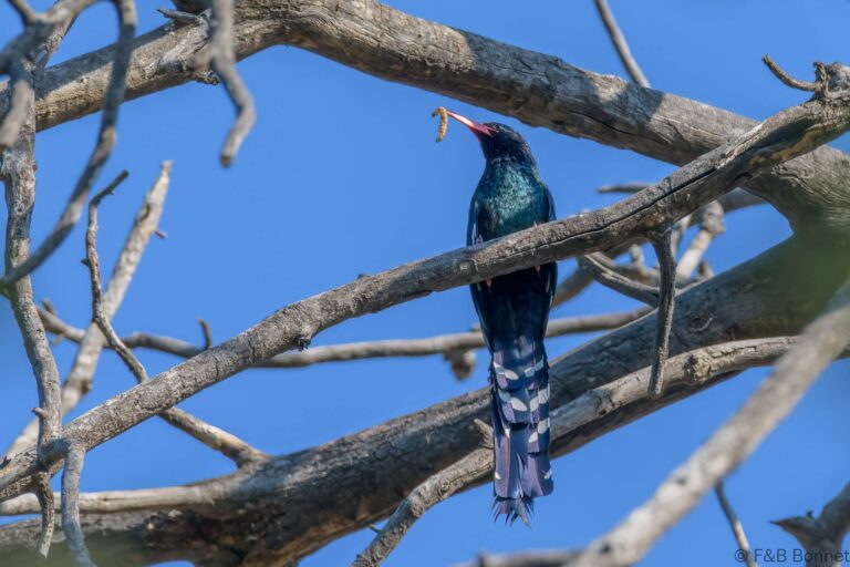 Green Wood-Hoopoe_South Africa-3