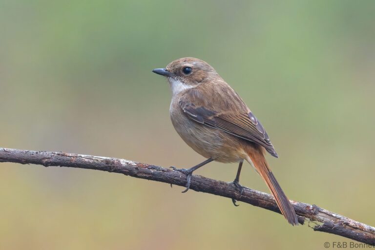 Grey Bush Chat_Thailand-1