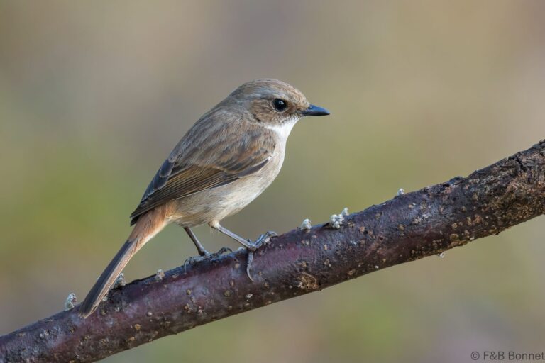 Grey Bush Chat_Thailand-2