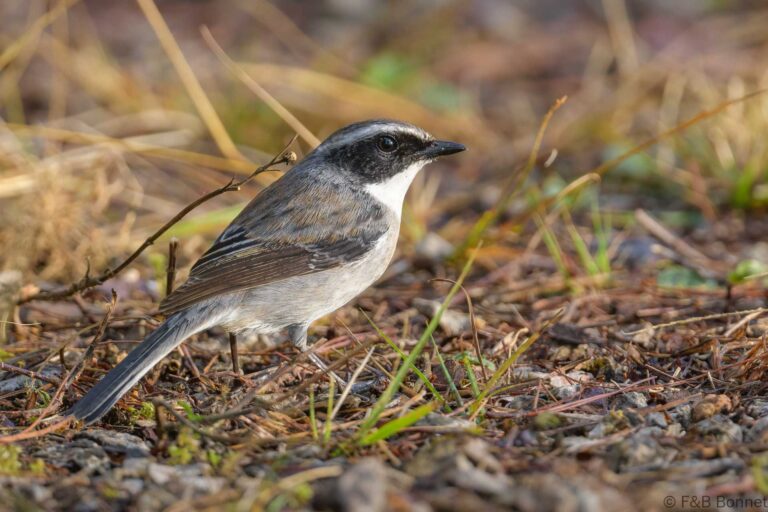 Grey Bush Chat_Thailand-3