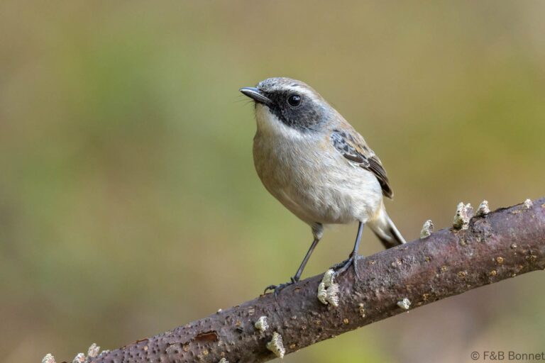 Grey Bush Chat_Thailand-5