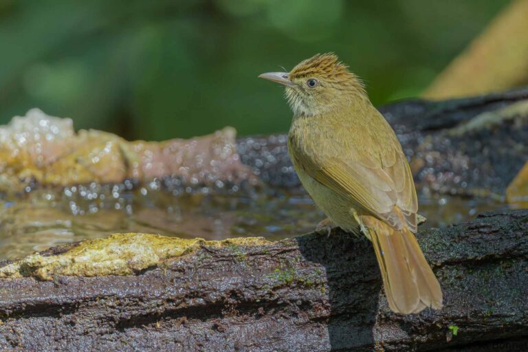 Grey-eyed Bulbul_Thailand-4