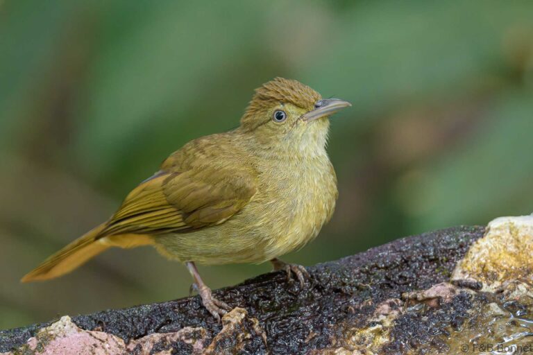 Grey-eyed Bulbul_Thailand-5