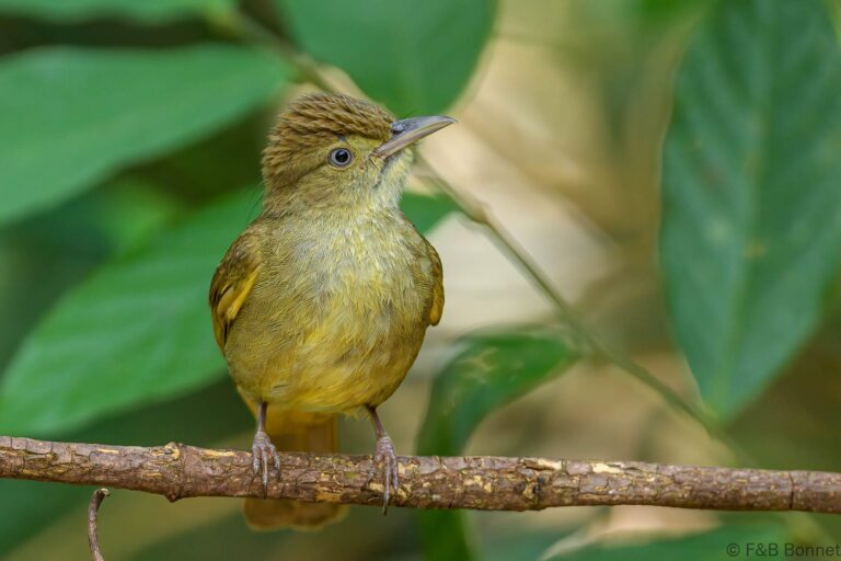 Grey-eyed Bulbul_Thailand-6