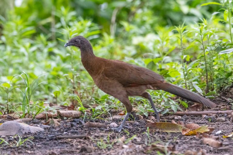 Grey-headed Chachalaca_Ecuador-1