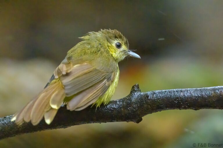 Hairy-backed Bulbul_Thailand-5