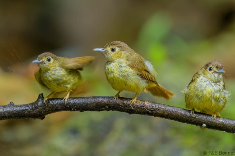 Hairy-backed Bulbul_Thailand-6