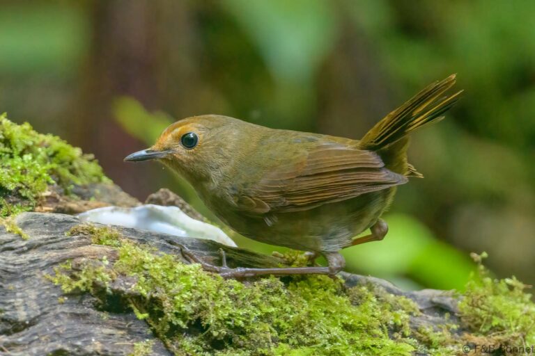 Himalayan shortwing thailand 1
