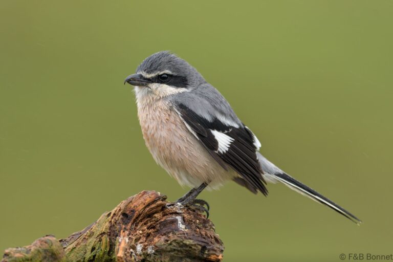Iberian Gray Shrike_Spain-2