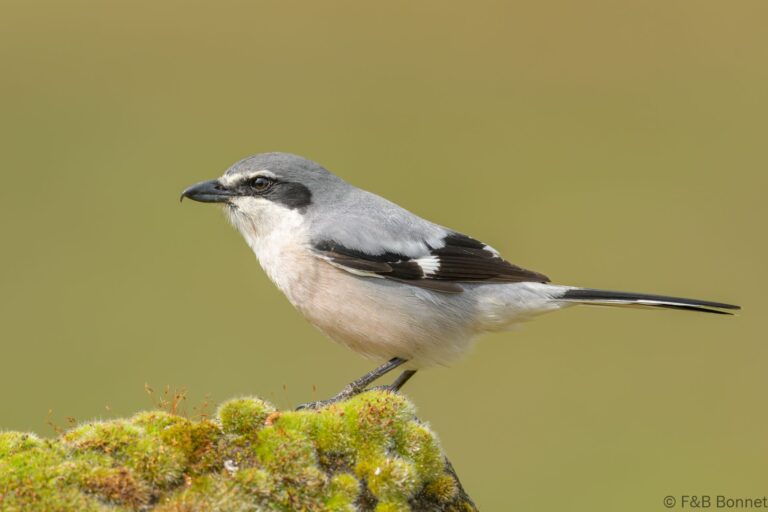 Iberian Gray Shrike_Spain-3