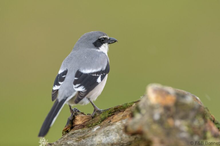 Iberian Gray Shrike_Spain-4
