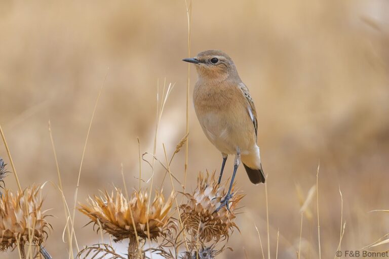 Isabelline Wheatear_Spain-1