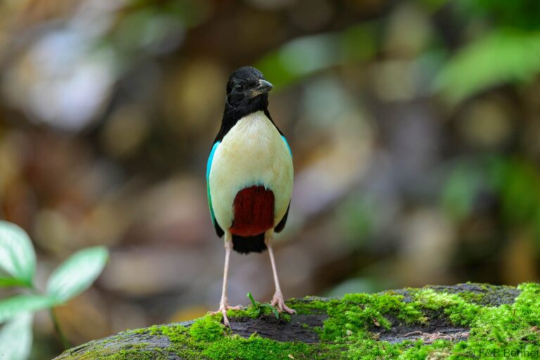Ivory-breasted Pitta_Indonesia-2
