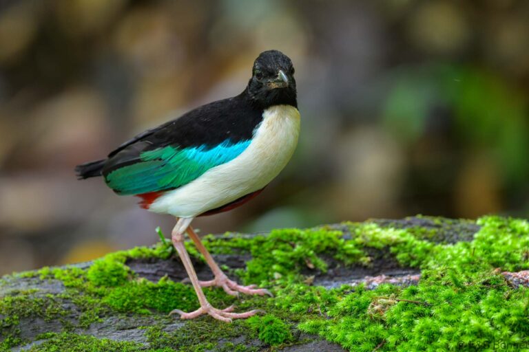 Ivory-breasted Pitta_Indonesia-3