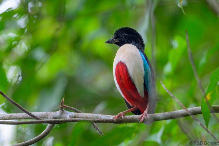 Ivory-breasted Pitta_Indonesia-4
