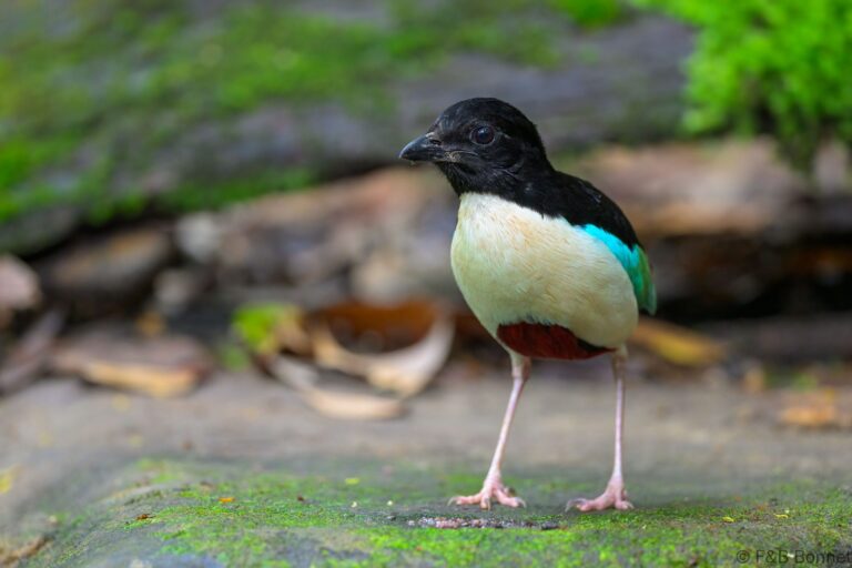 Ivory-breasted Pitta_Indonesia-5