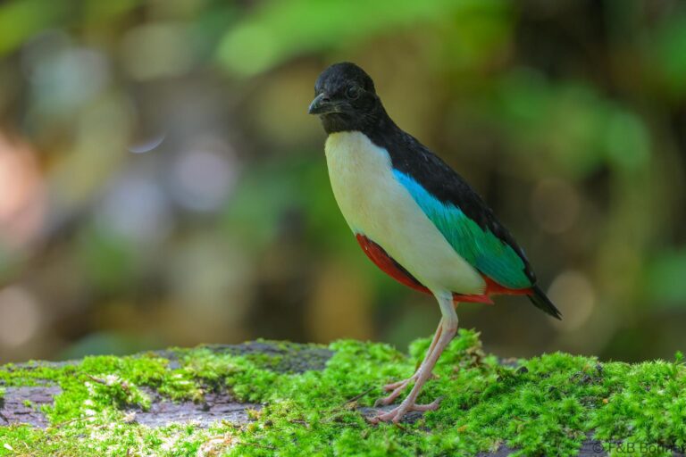 Ivory-breasted Pitta_Indonesia-6