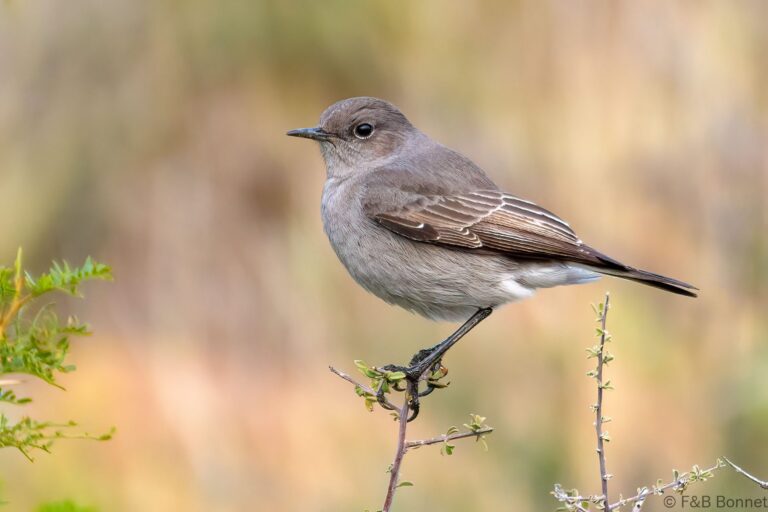 Karoo Chat_South Africa-1