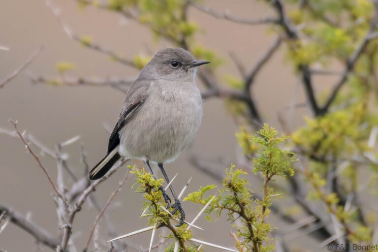 Karoo Chat_South Africa-2