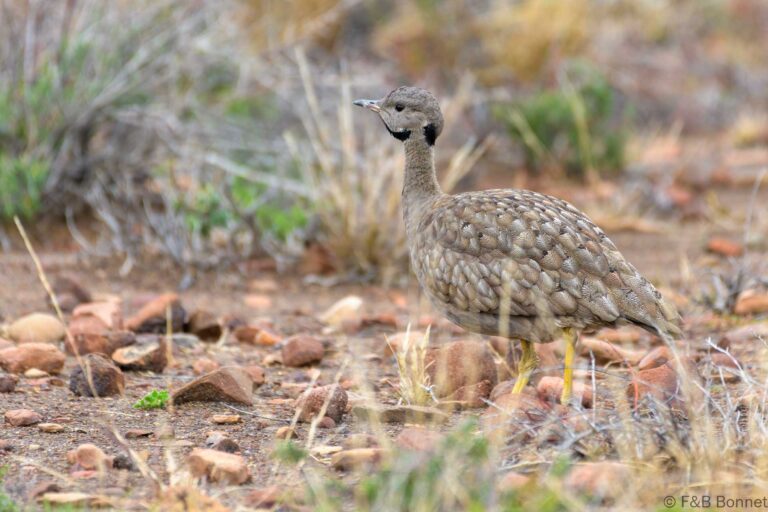 Karoo Korhaan_South Africa-1