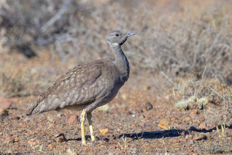 Karoo korhaan south africa 4